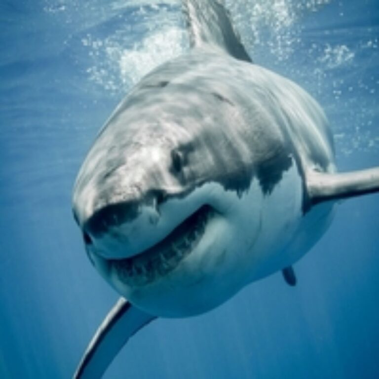 SHARK PRO EA