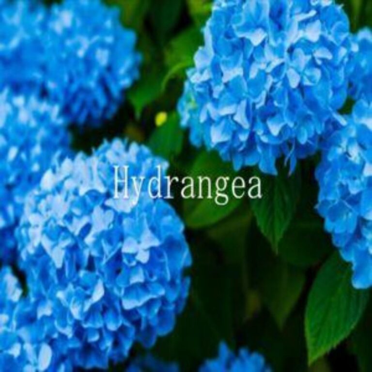 HYDRANGEA EA