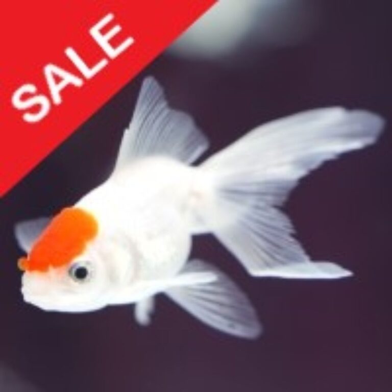 FISH N GRID EA